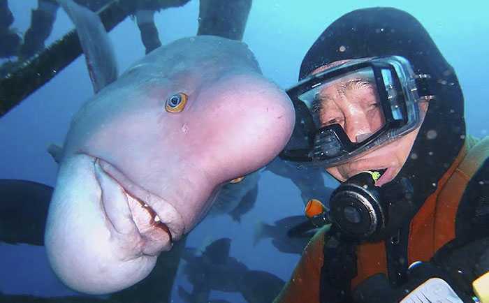 asomadetodosafetos.com - Mergulhador visita seu melhor amigo peixe por mais de 25 anos: "Amizade entre espécies"