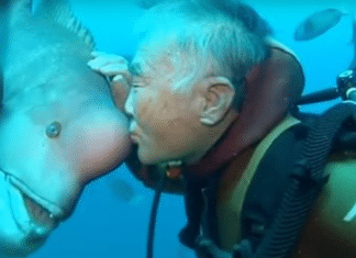Mergulhador visita seu melhor amigo peixe por mais de 25 anos: “Amizade entre espécies”