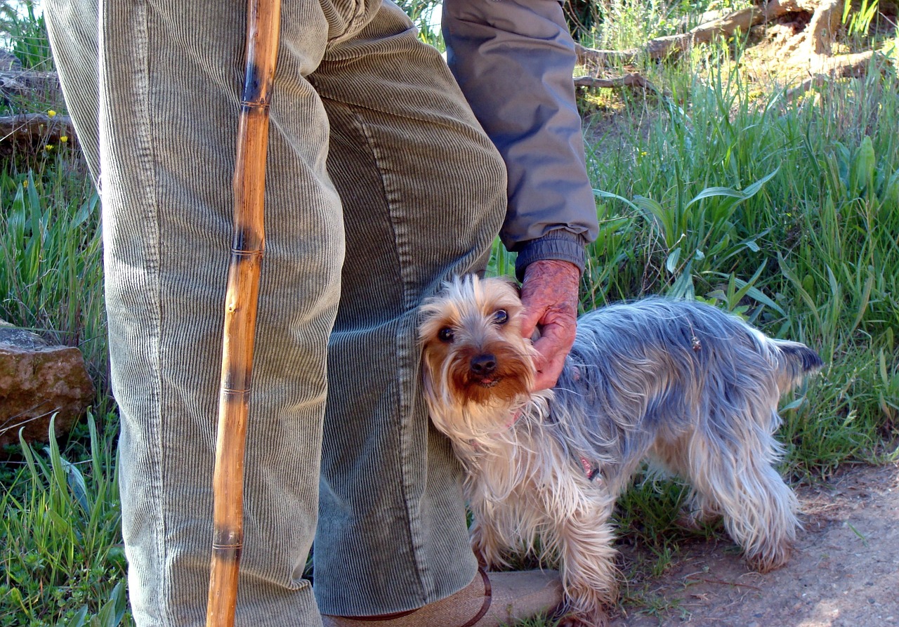 asomadetodosafetos.com - Ter um cão pode reduzir em até 40% o risco de demência em idosos