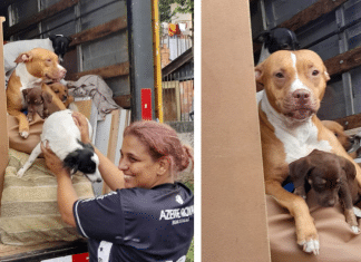 “Pra onde eu for, eles vão comigo”: Mulher acomoda cãezinhos no caminhão de sua mudança
