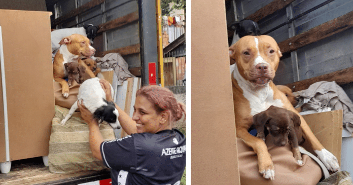 “Pra onde eu for, eles vão comigo”: Mulher acomoda cãezinhos no caminhão de sua mudança