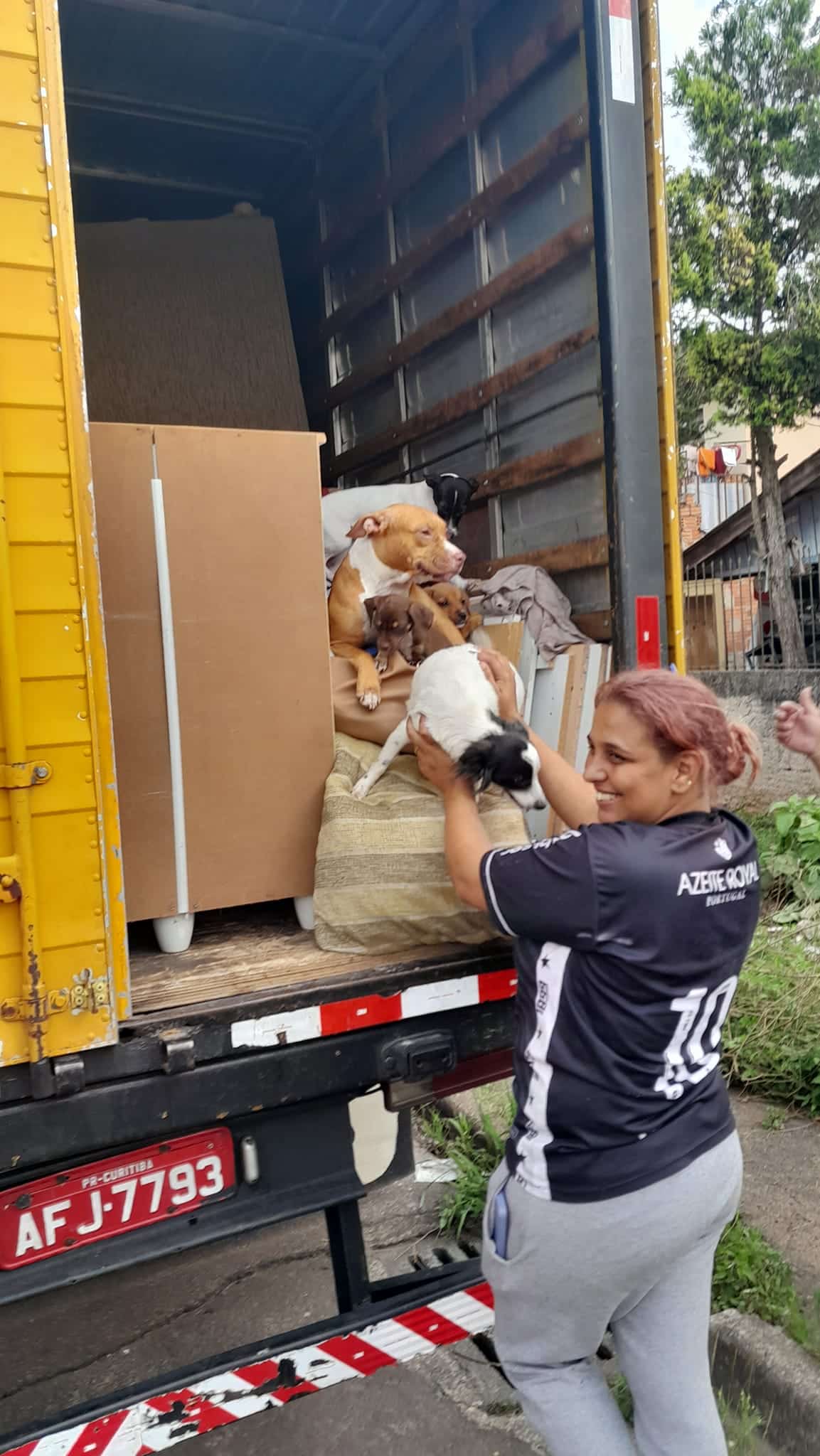 asomadetodosafetos.com - “Pra onde eu for, eles vão comigo”: Mulher acomoda cãezinhos no caminhão de sua mudança