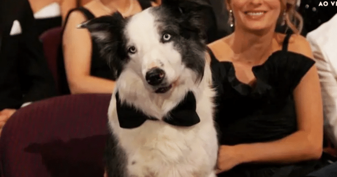 Saiba o segredo do Oscar para garantir o bem-estar do cãozinho de ‘Anatomia de uma Queda’ durante a cerimônia