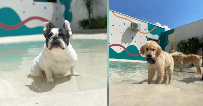 Vídeo que viralizou mostra cães se divertindo em hotel para animais com praia artificial
