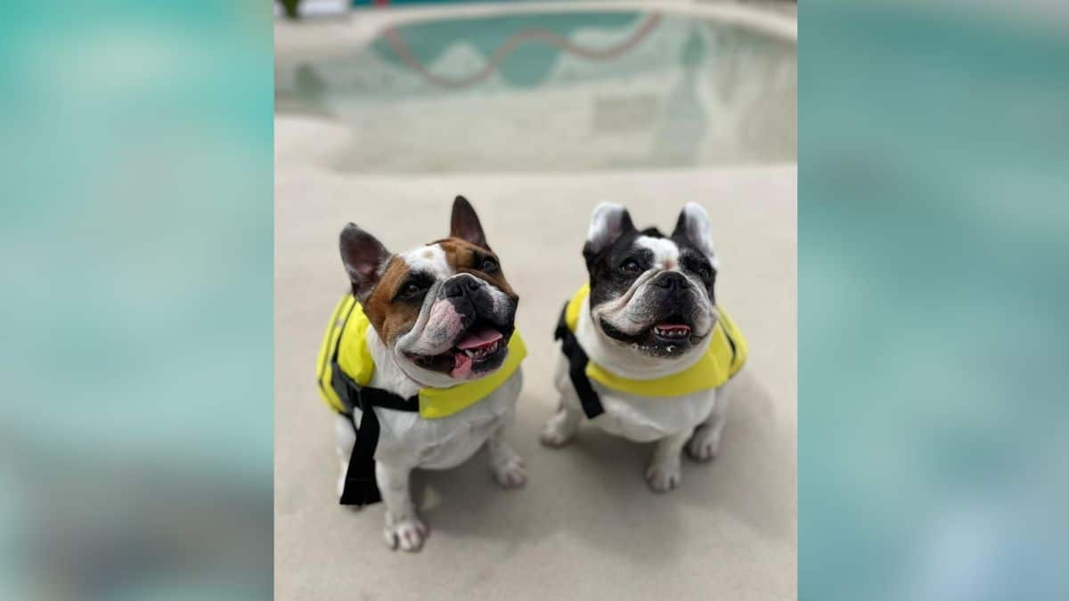 asomadetodosafetos.com - Vídeo que viralizou mostra cães se divertindo em hotel para animais com praia artificial