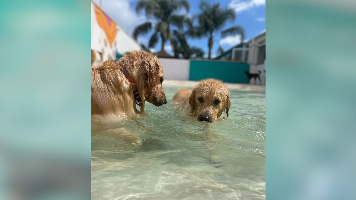 asomadetodosafetos.com - Vídeo que viralizou mostra cães se divertindo em hotel para animais com praia artificial