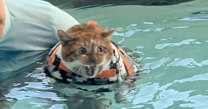 Gato usa parque aquático canino para fazer natação e emagrecer