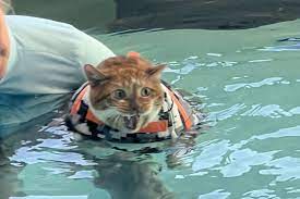 asomadetodosafetos.com - Gato usa parque aquático canino para fazer natação e emagrecer